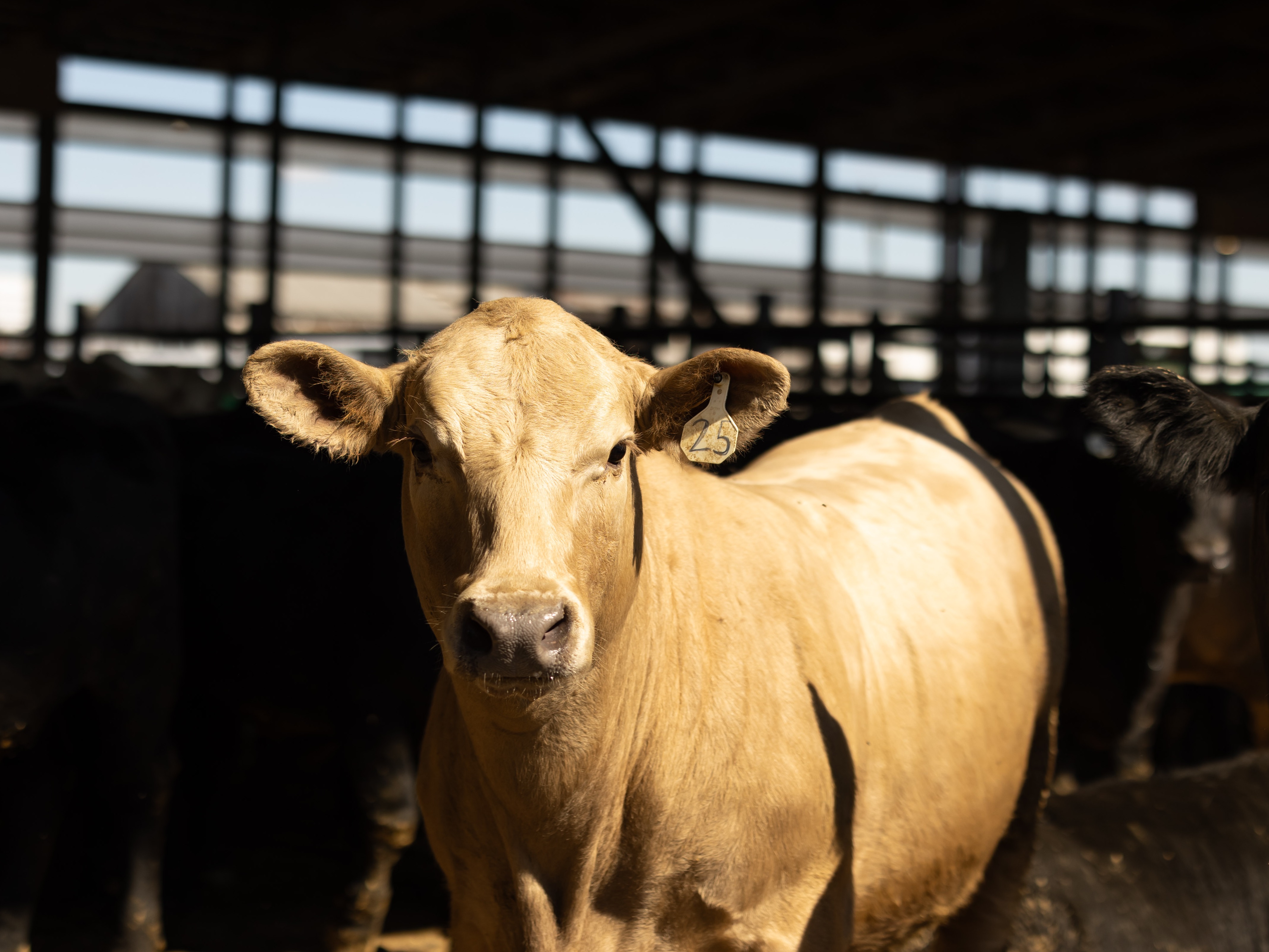 Henderson Cattle Inc.