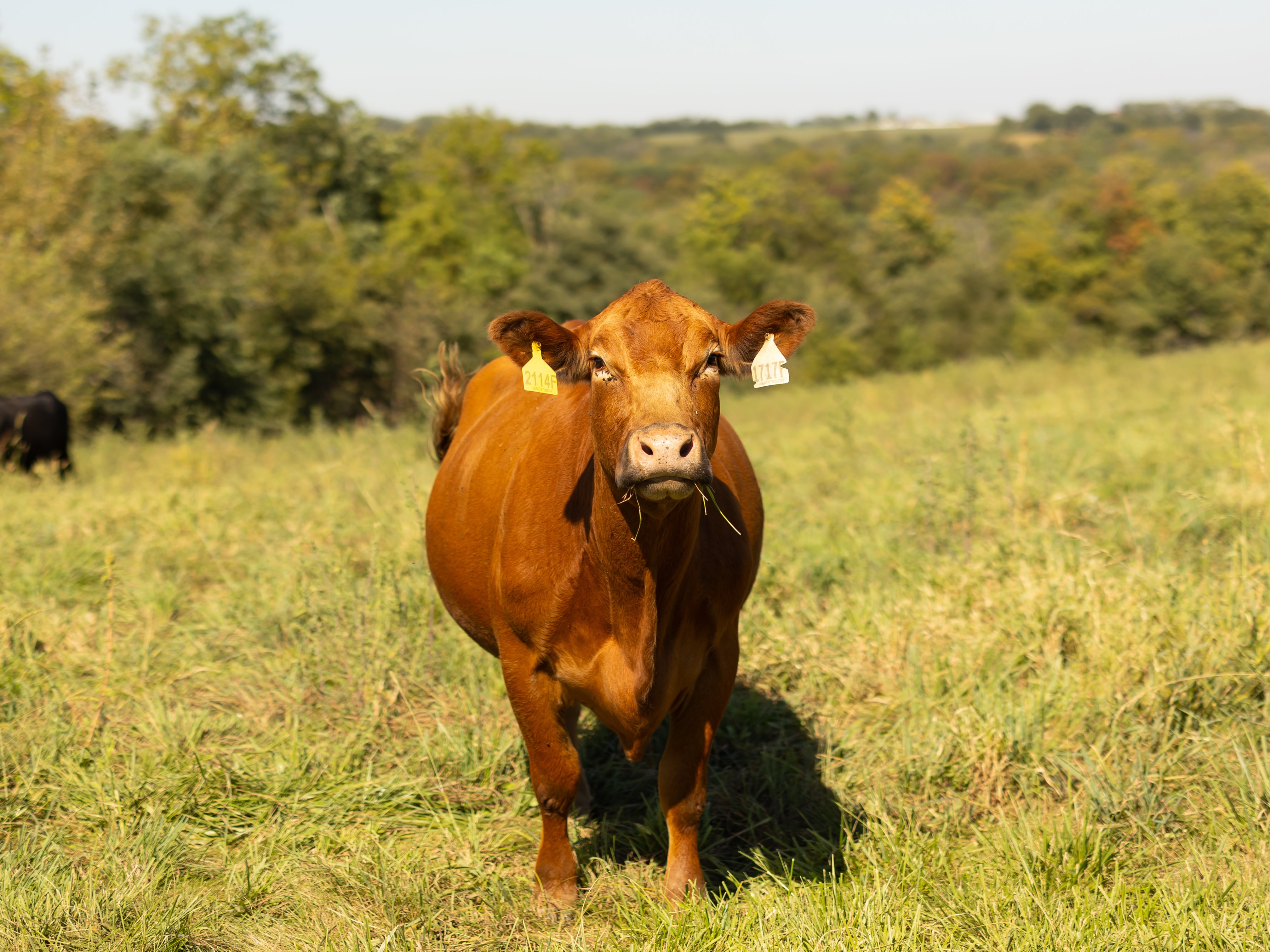 Henderson Cattle Inc.